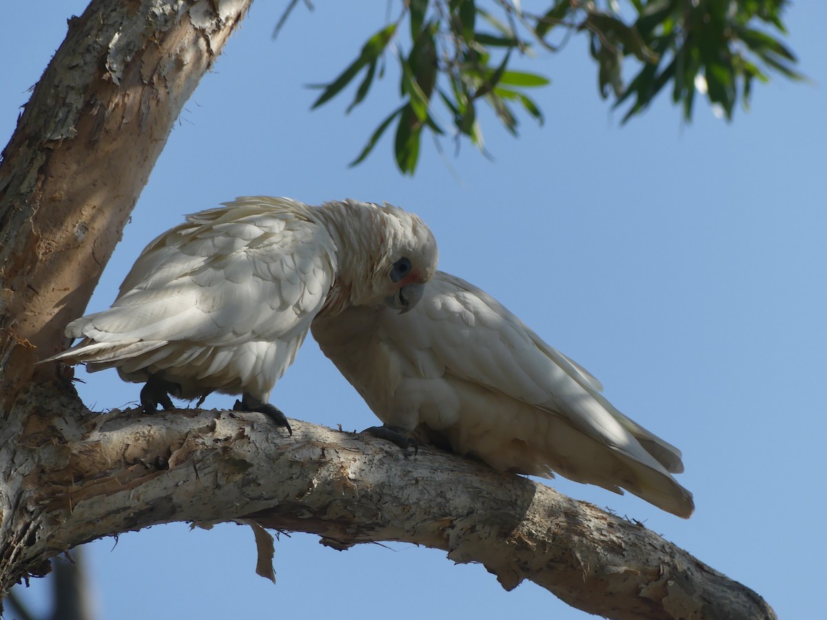 Cacatoès corella - ML624063936