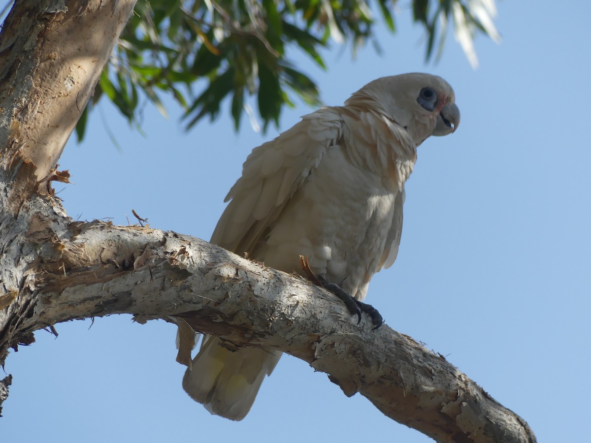 Cacatoès corella - ML624063937