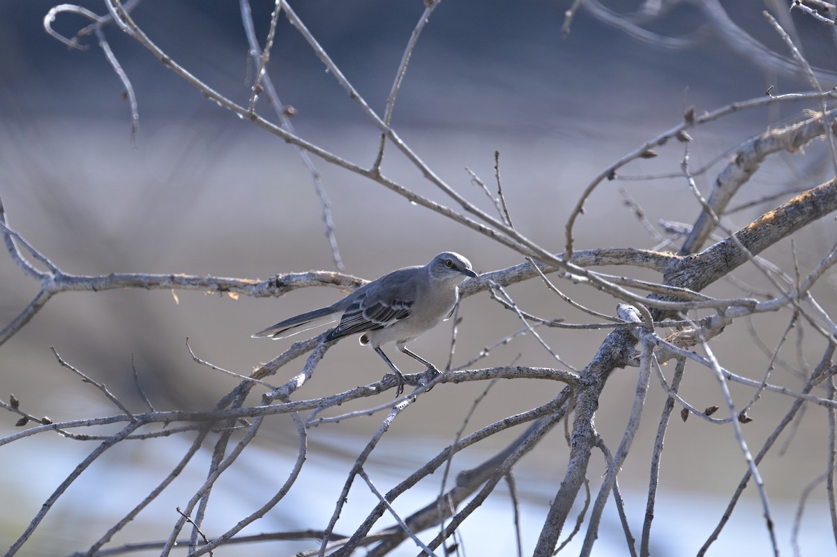 Northern Mockingbird - ML624063974