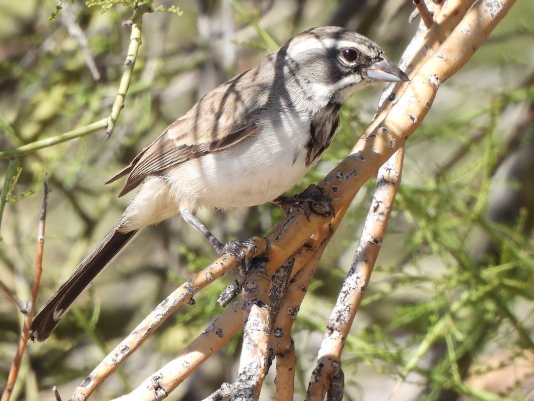 Black-throated Sparrow - ML624063982