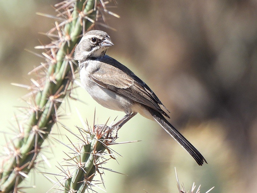 Black-throated Sparrow - ML624063984