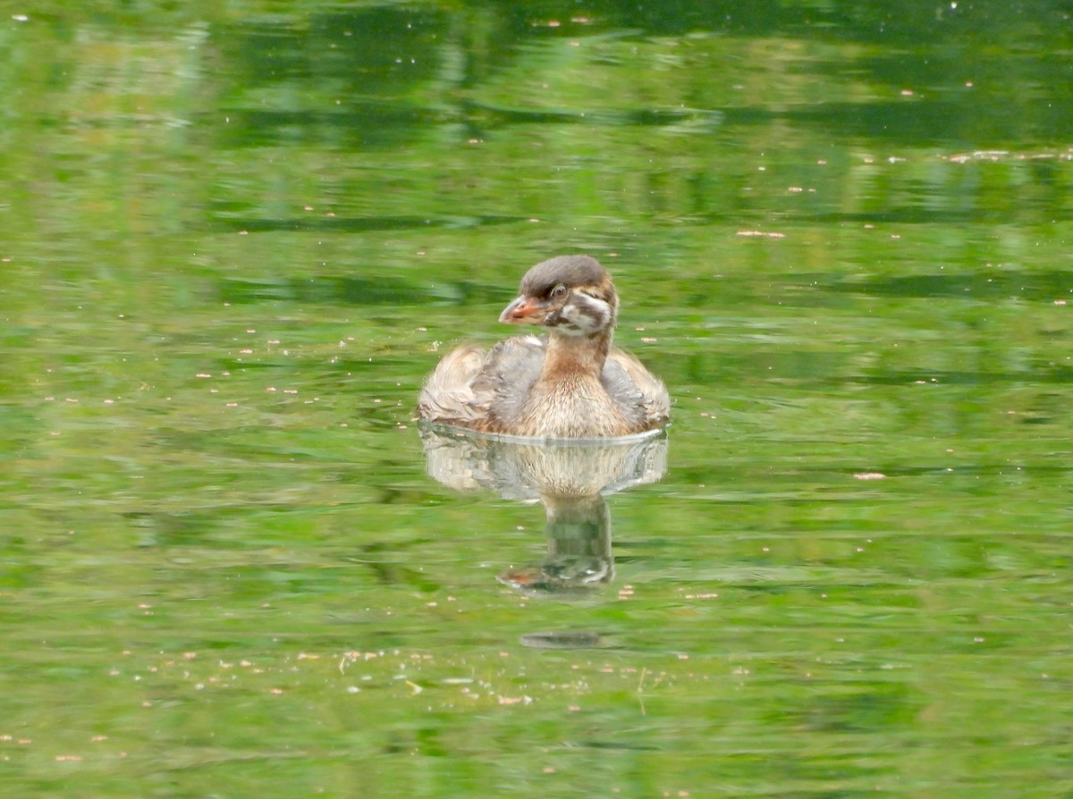 Pied-billed Grebe - ML624064008