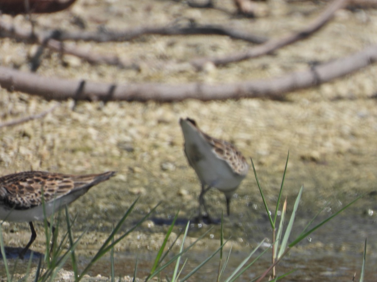 pygmésnipe - ML624064012