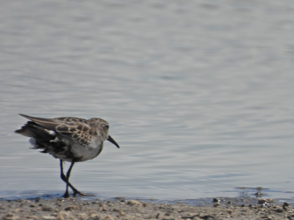 Least Sandpiper - ML624064015