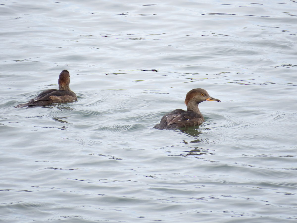 Hooded Merganser - ML624064023