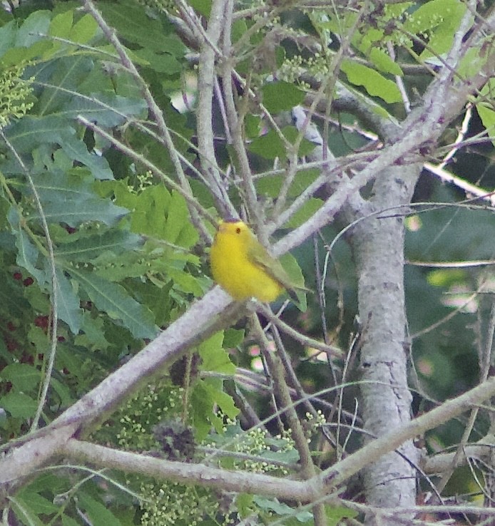 Wilson's Warbler - ML624064032