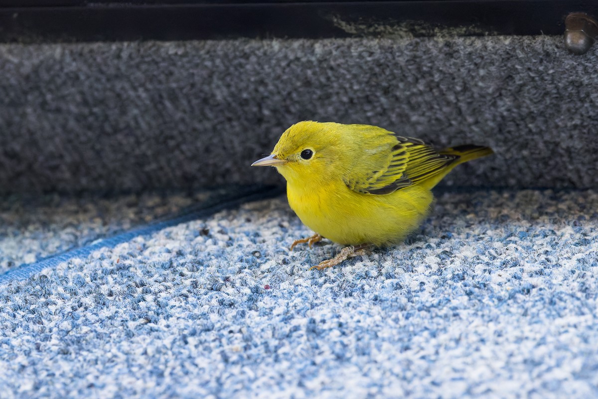 Yellow Warbler - ML624064044