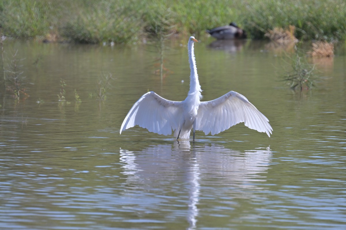 Great Egret - ML624064045