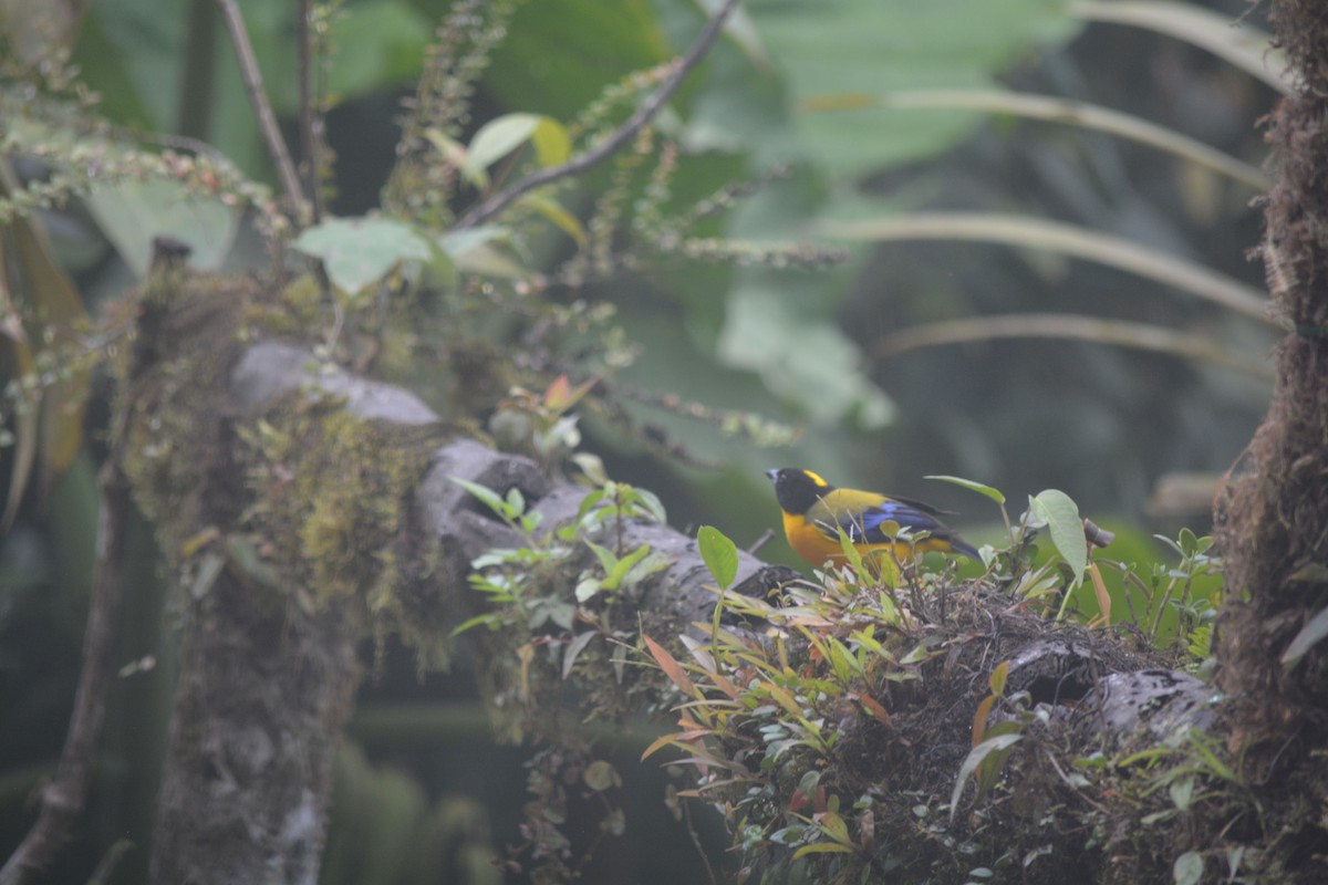 Black-chinned Mountain Tanager - Ignacio Arias