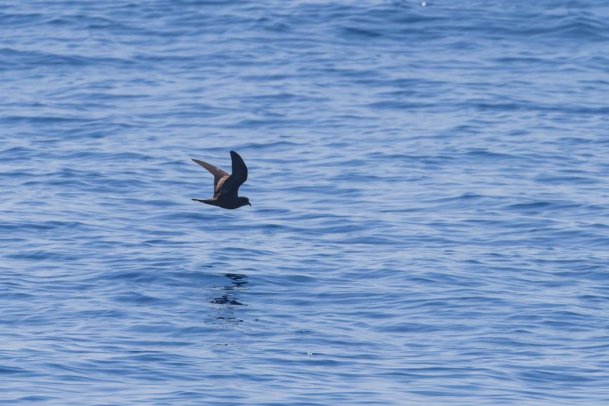 Black Storm-Petrel - ML624064053