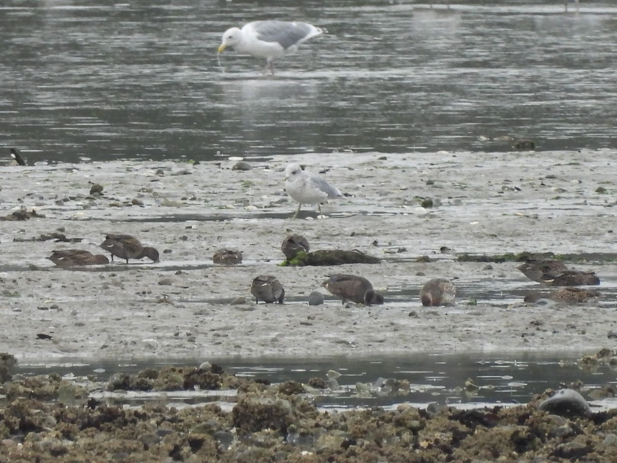 Green-winged Teal - Mark Stevens