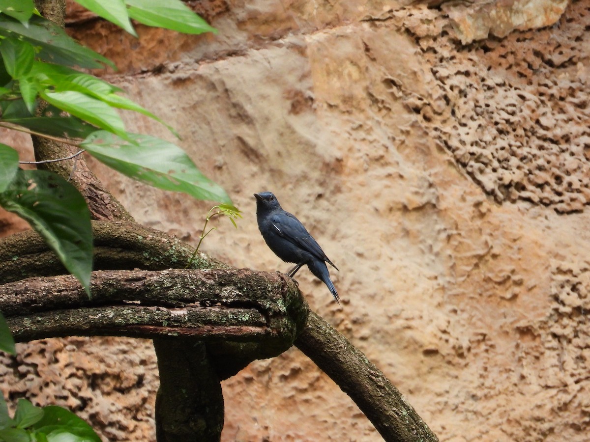 Blue Rock-Thrush - ML624064061