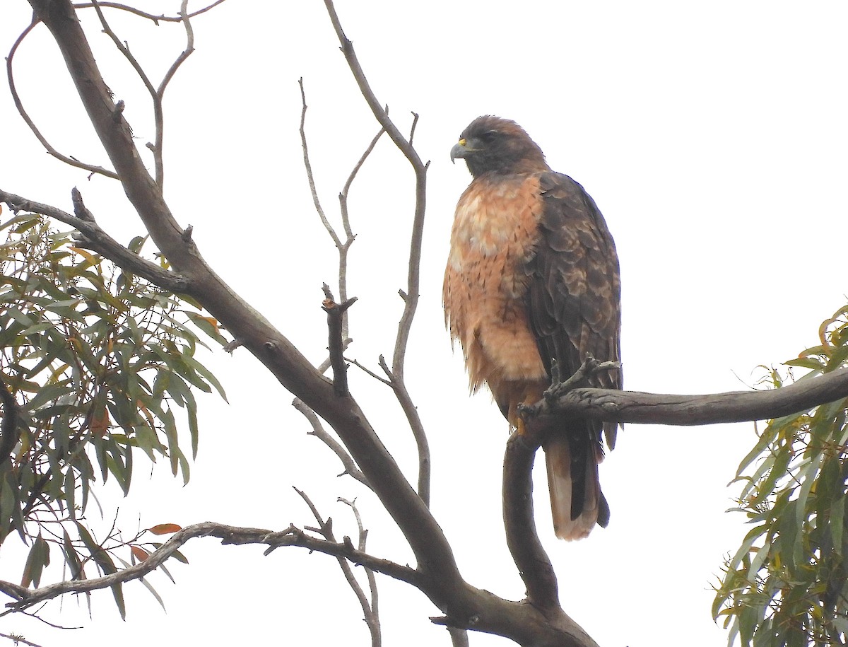 Red-tailed Hawk - ML624064062