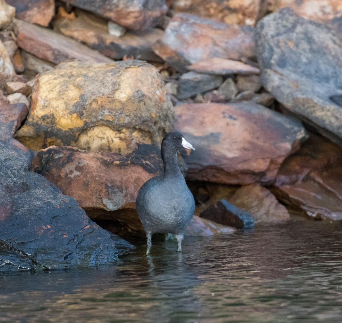 American Coot - Connie Gallagher