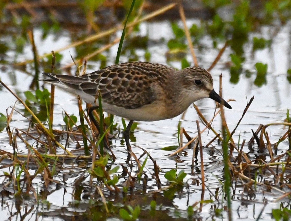 Semipalmated Sandpiper - ML624064082