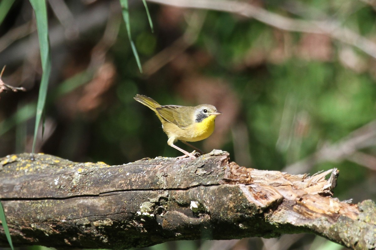 Common Yellowthroat - ML624064090