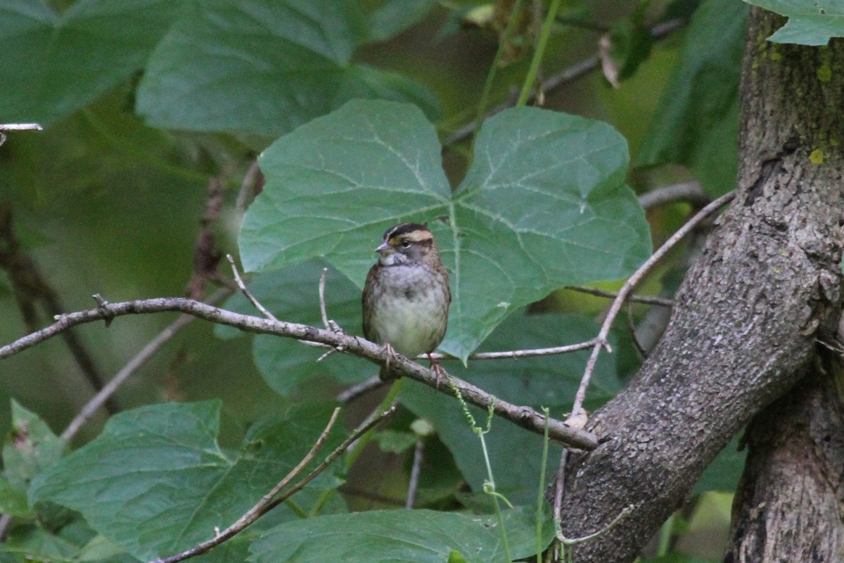 White-throated Sparrow - ML624064095