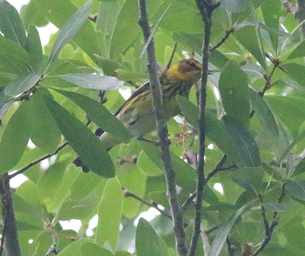 Cape May Warbler - ML624064098