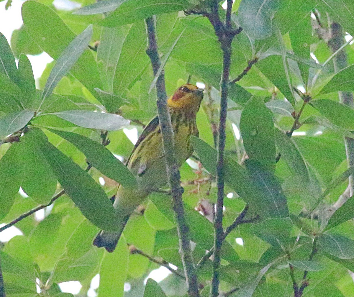 Cape May Warbler - ML624064100