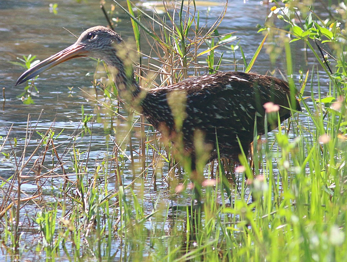 Limpkin - ML624064109