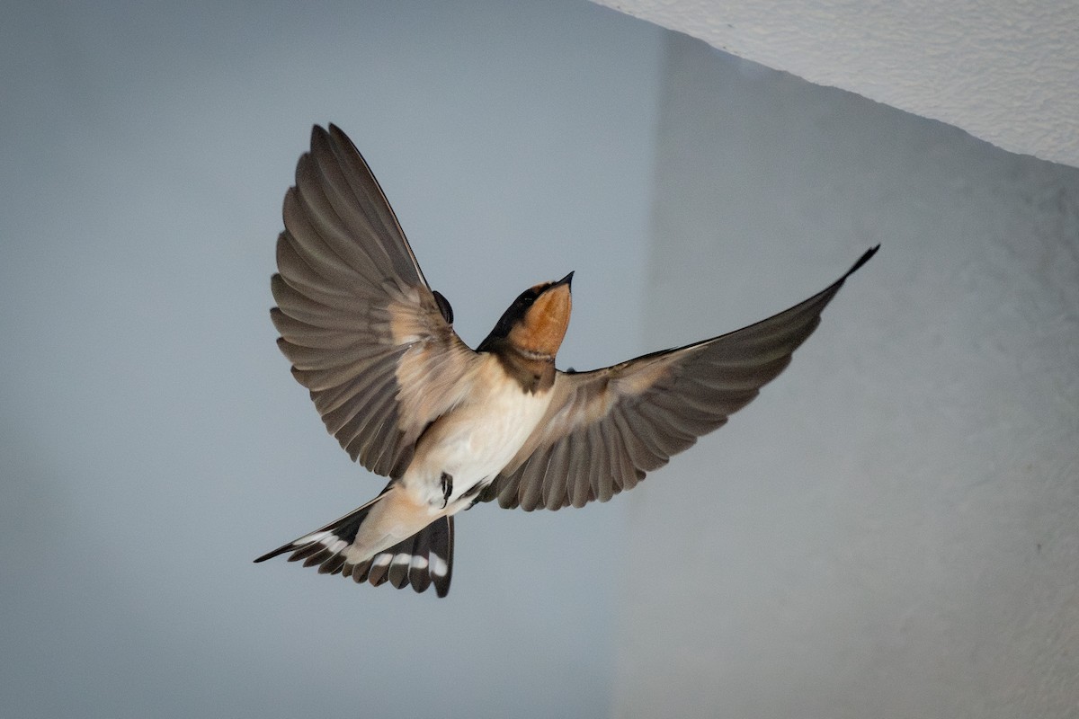 Barn Swallow (Buff-bellied) - ML624064110