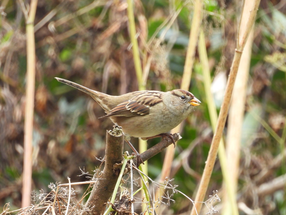 White-crowned Sparrow - ML624064113