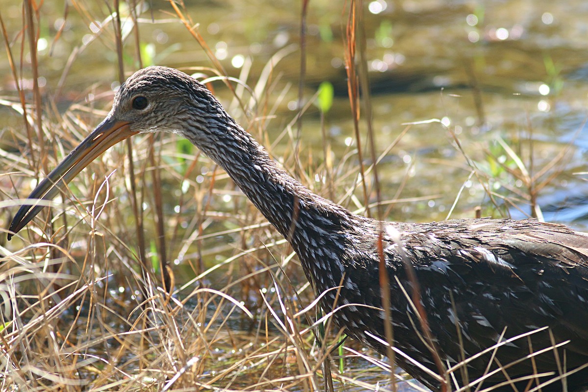 Limpkin - ML624064117