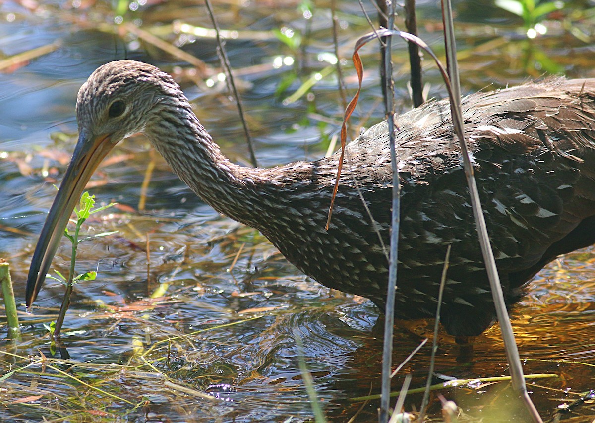 Limpkin - ML624064119