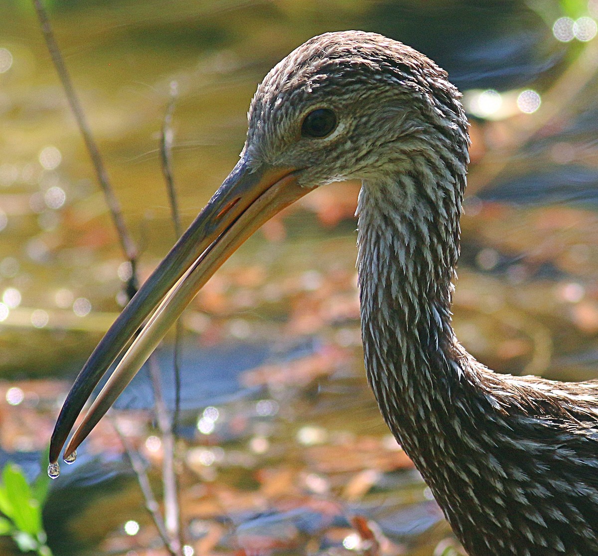 Limpkin - ML624064120