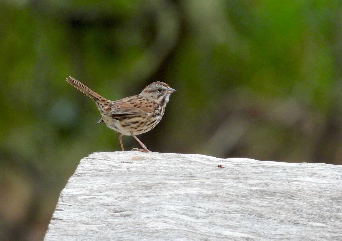 Song Sparrow - ML624064125