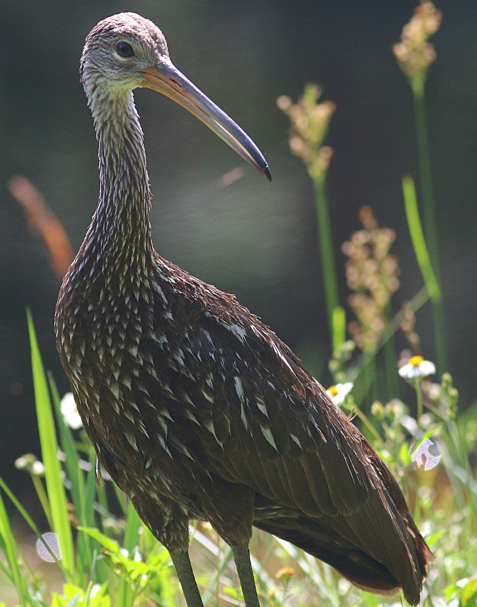 Limpkin - ML624064127