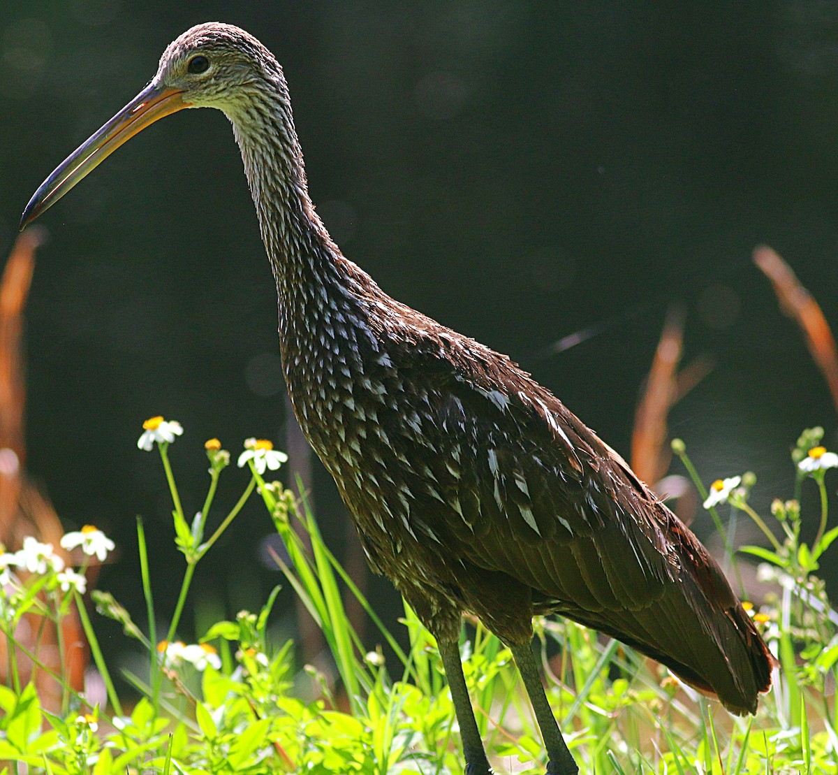 Limpkin - ML624064128