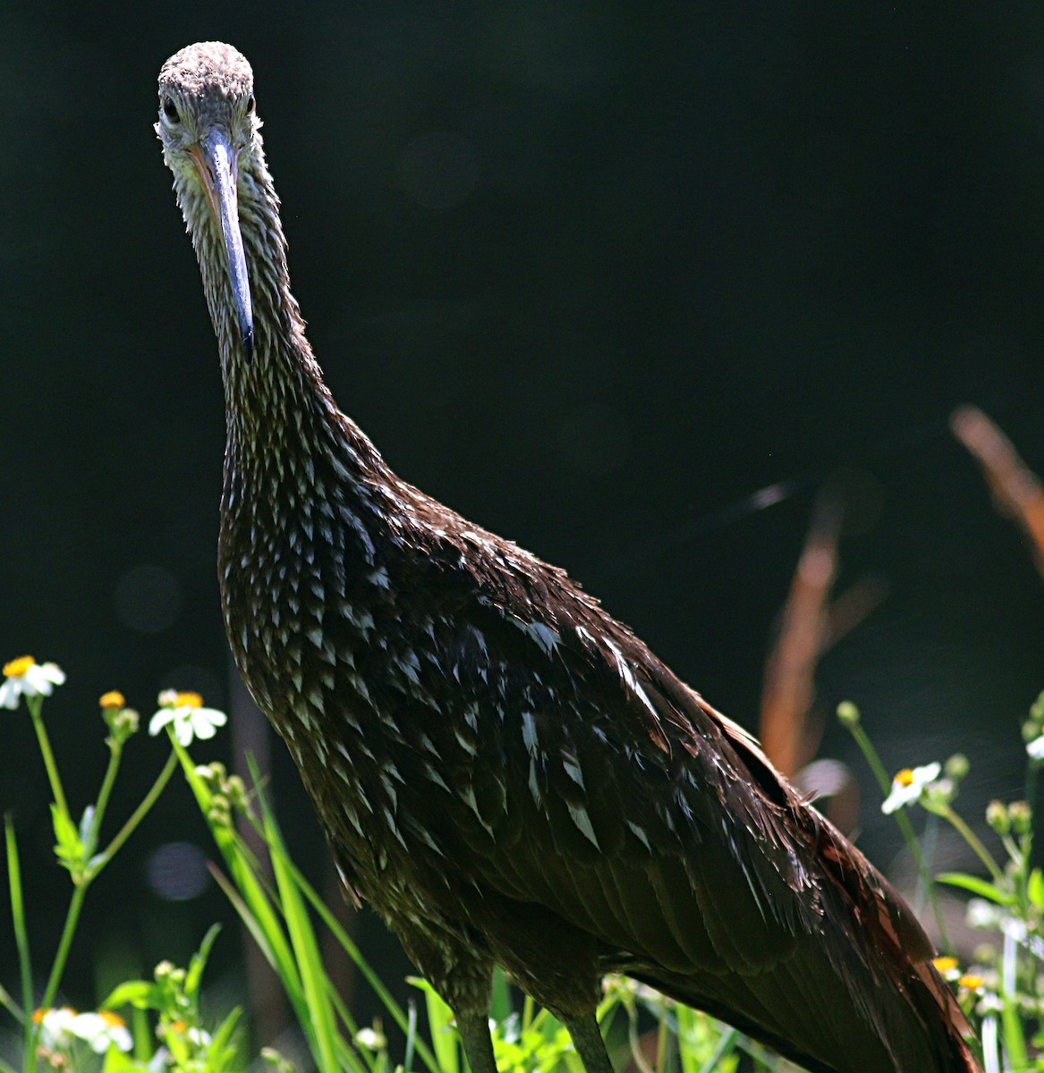 Limpkin - ML624064129