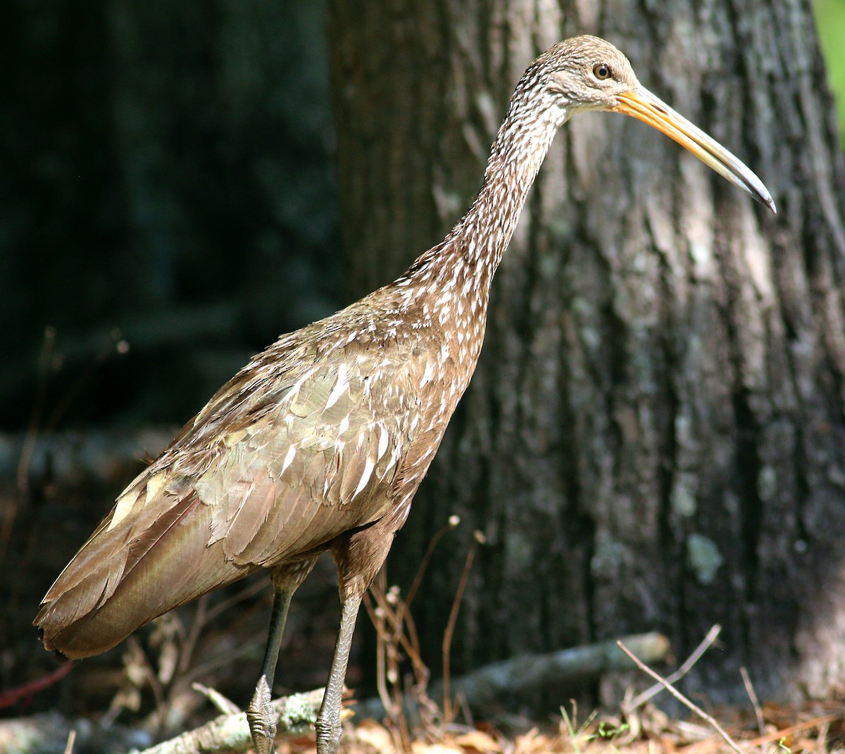 Limpkin - ML624064132