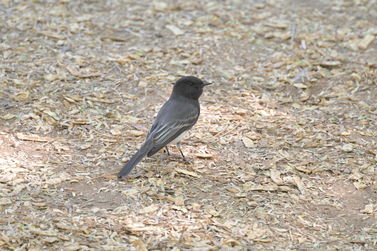 Black Phoebe - ML624064134