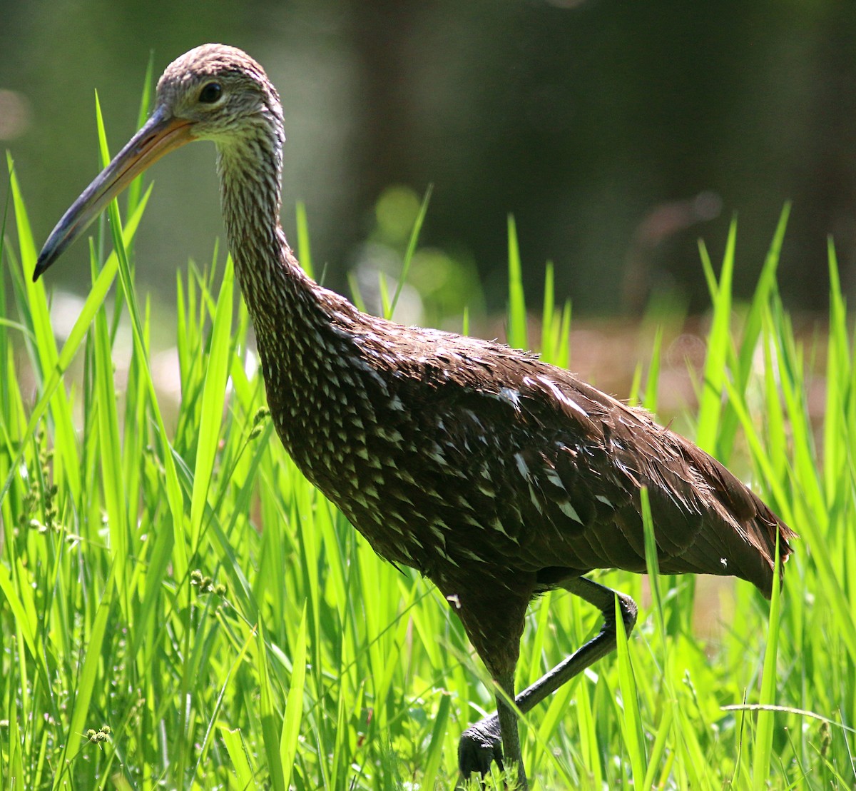 Limpkin - ML624064135