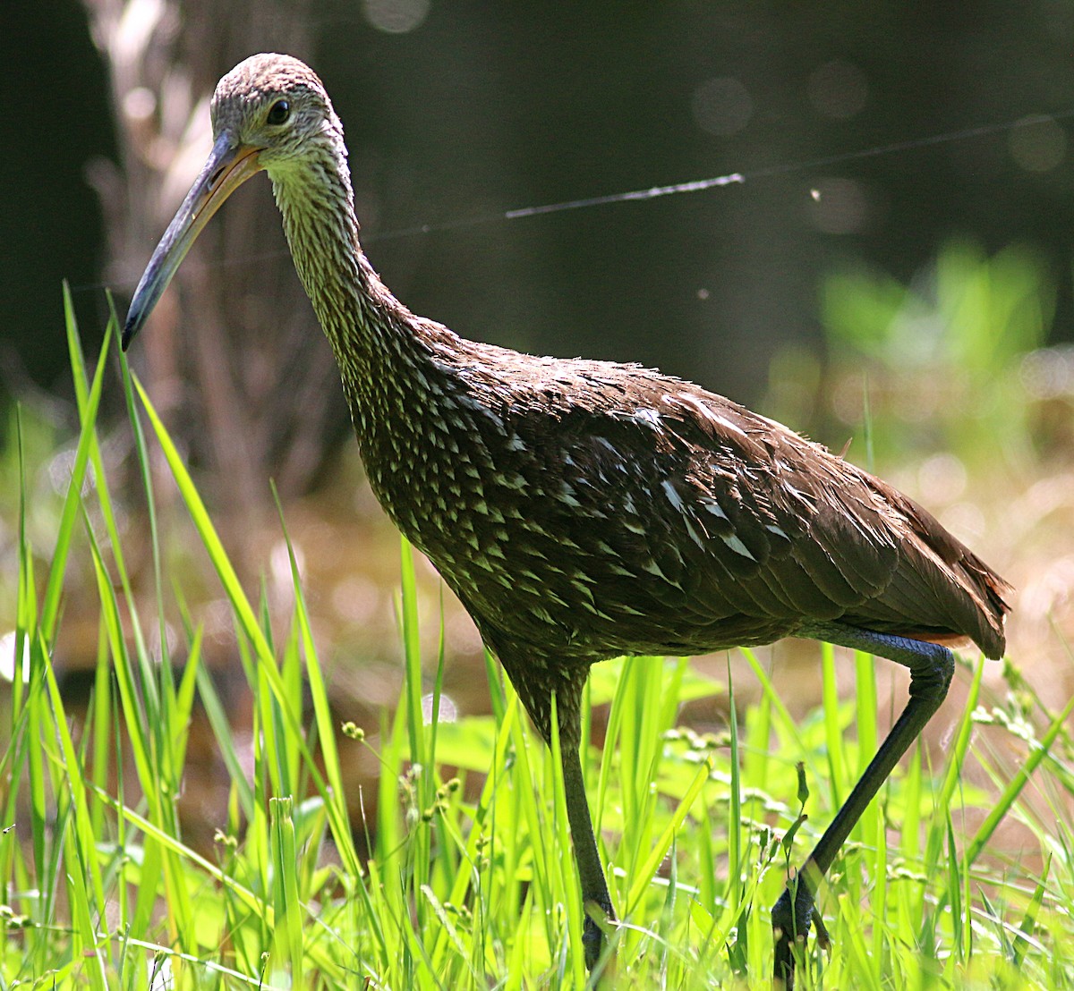 Limpkin - ML624064137