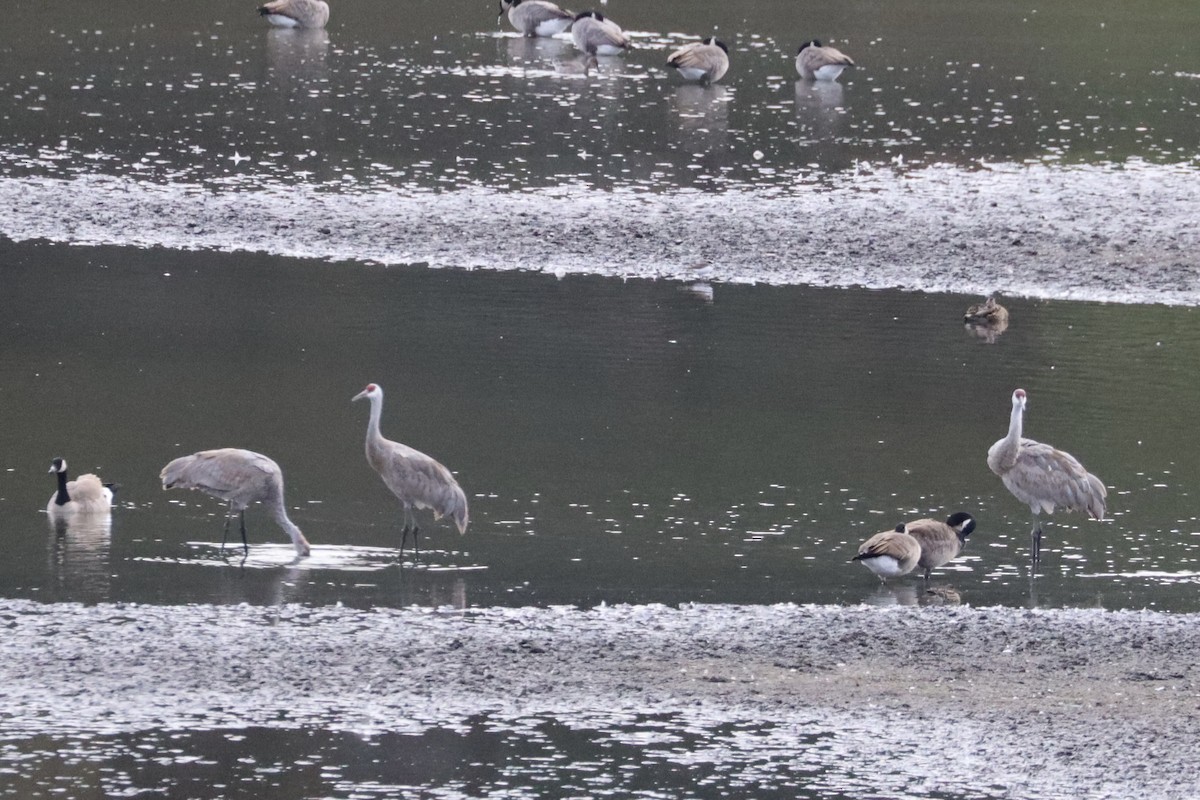 Sandhill Crane - ML624064143