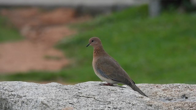 Tórtola Senegalesa - ML624064157