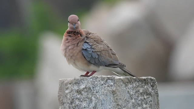 Tórtola Senegalesa - ML624064158