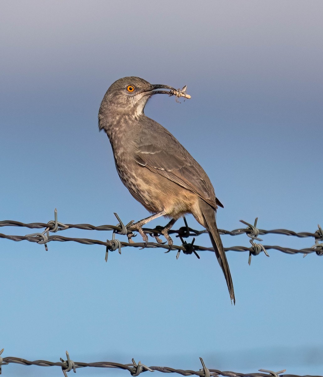 Curve-billed Thrasher - ML624064163