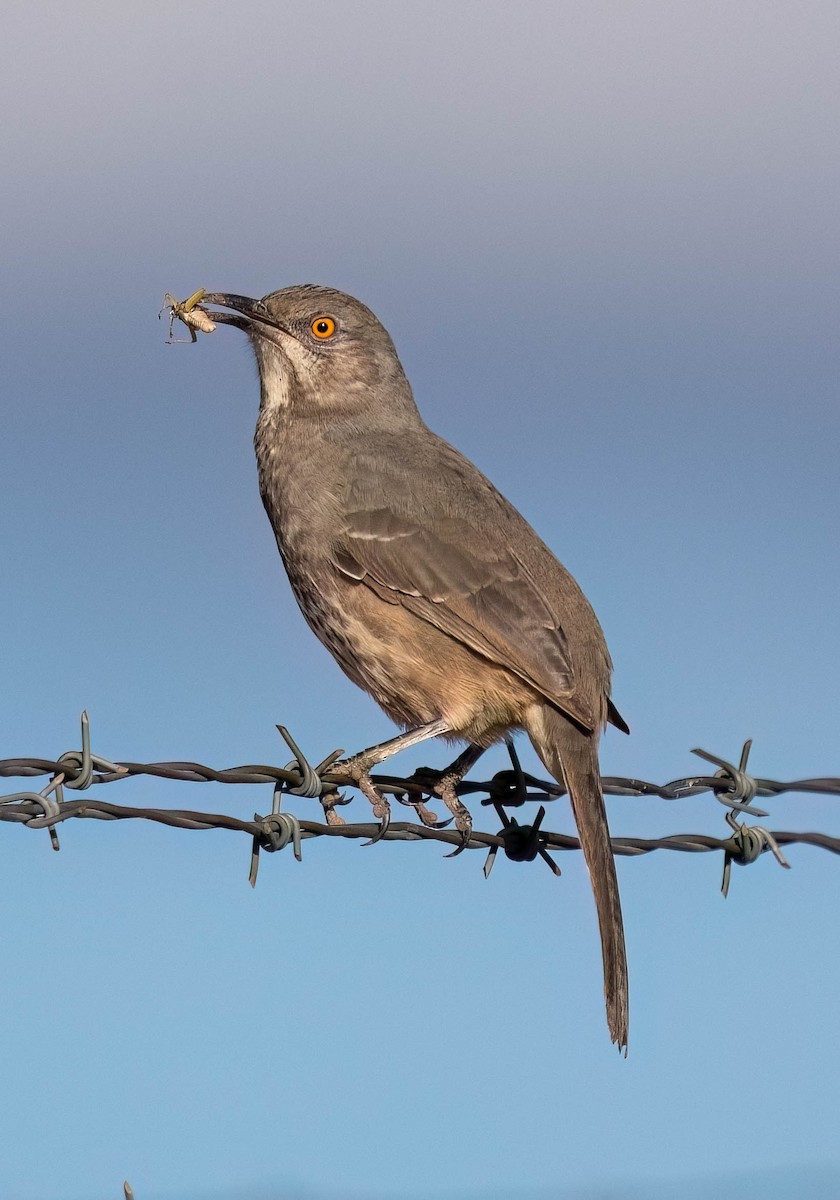 Curve-billed Thrasher - ML624064164