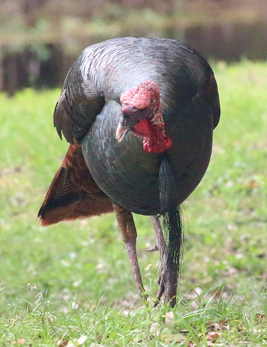 Wild Turkey - ML624064170