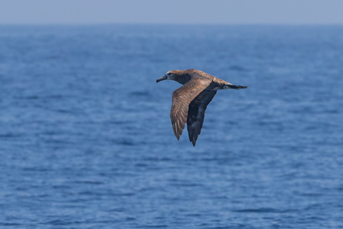 Black-footed Albatross - ML624064173