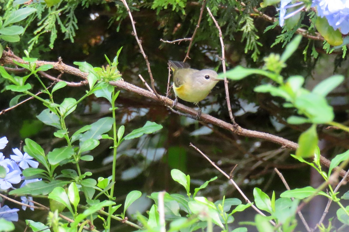 American Redstart - ML624064179