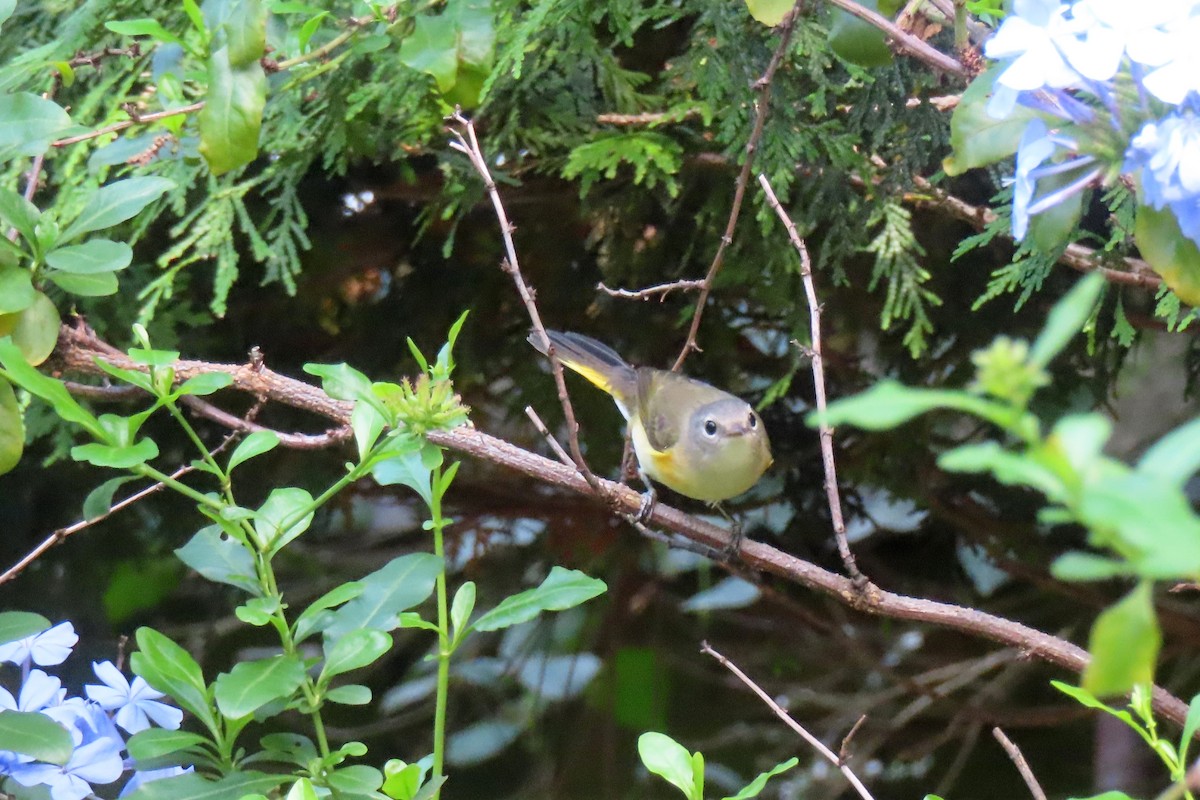 American Redstart - ML624064180