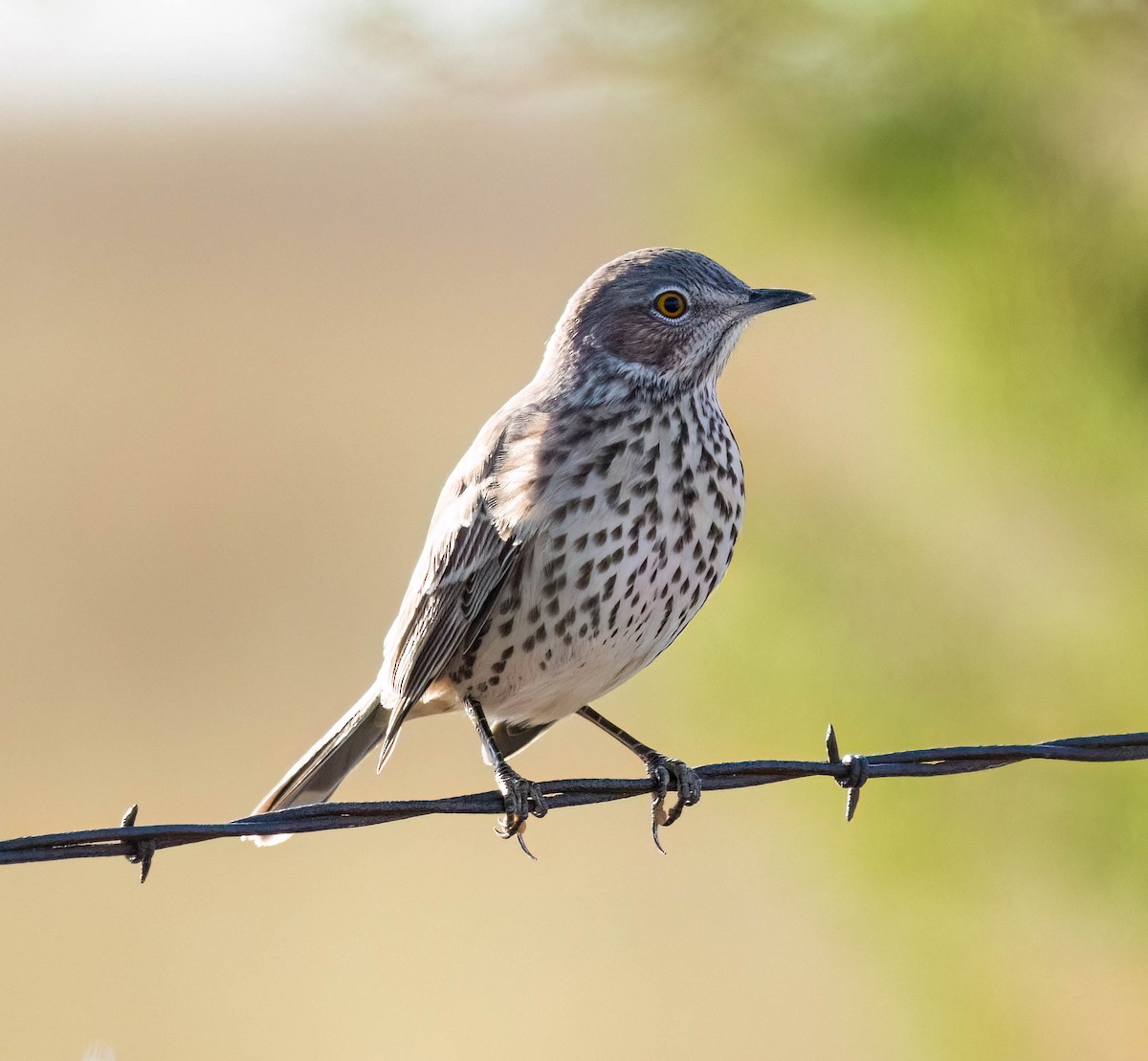 Sage Thrasher - ML624064182