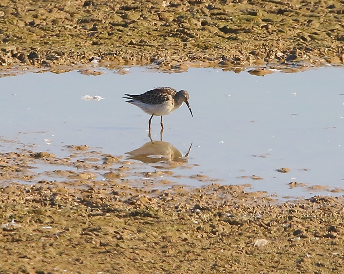 Stilt Sandpiper - ML624064183