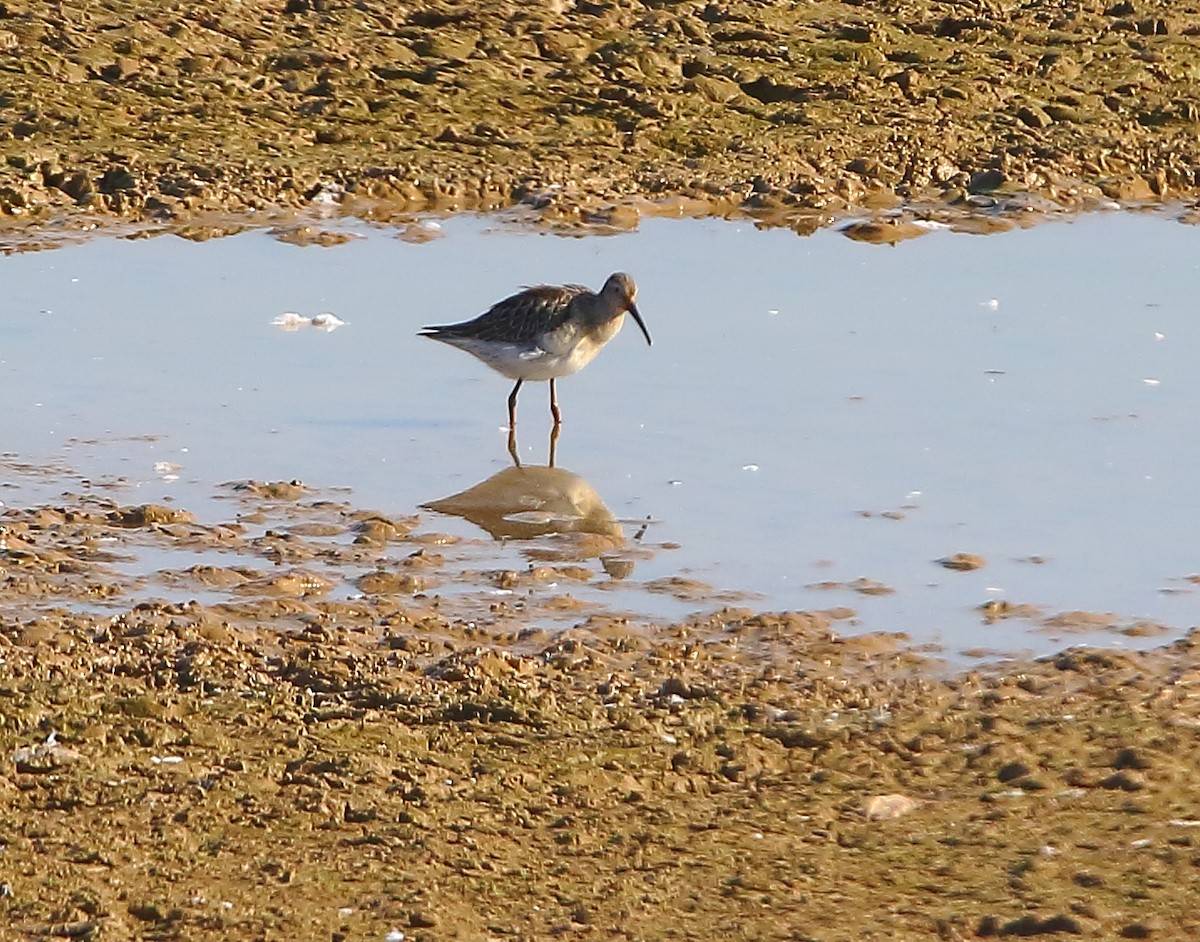 Stilt Sandpiper - ML624064184