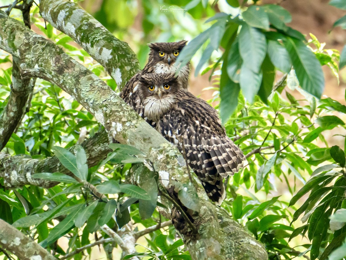 Brown Fish-Owl - ML624064188